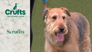 Labrador Cross Diesel pulls off memorable Scruffts win  Crufts 2024 [upl. by Annaehs]