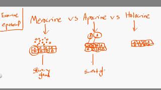 Great Glands  Your Endocrine System CrashCourse Biology 33 [upl. by Anemolif]