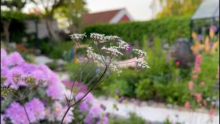 Collecting amp Winter Sowing Anthriscus sylvestris Cow Parsley Seeds  Perennial Garden [upl. by Myer698]