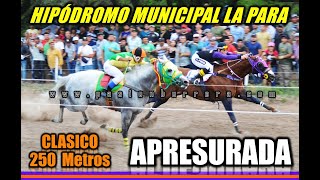 APRESURADA HIPODROMO MUNICIPAL LA PARA 14102024 [upl. by Katt]