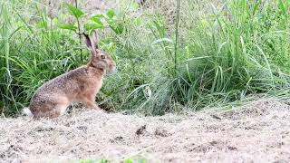 Pair of European Brown hares aka Lepus europaeus are resting and eating on the meadow [upl. by Manlove922]