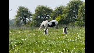 Pferdehof in Hinte Ostfriesland [upl. by Esinyl]