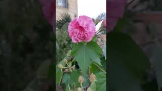 Hibiskus ağaclarının satışıQiyməti 15 manatBakı şəhəri Bayıl qəsəbəsi Tel994553497070hibiskus [upl. by Nhguavaj]