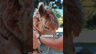 Unveiling Fascinating Alpacas Facts shorts [upl. by Naig]