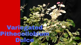 Variegated Pithecellobium Dulce [upl. by Zweig]