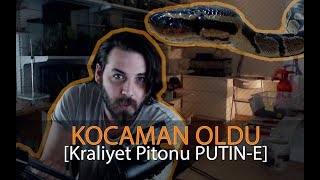 Kraliyet Pitonu PUTÄ°NE  KOCAMAN OLDU [upl. by Dodwell465]