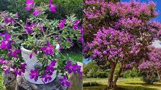 How to care for princess flower  Glory bush plant  Pleroma urvilleana [upl. by Standush]