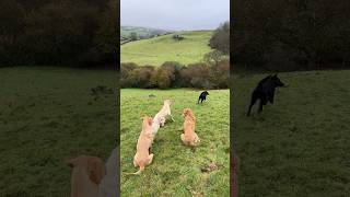 Bit windy Nice pheasant retrieve from black Labrador Raven into the wood at the end of the drive [upl. by Cleve]