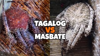 Masbate Lines Vs Tagalog Lines Spider Hackfight [upl. by Odilo]