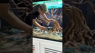 Setup 535 Gallon Aquarium Bonsai Tree Fish Tank Unique Diorama Natural Aquascape Tank Setup [upl. by Novyat]