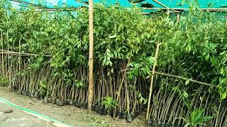 Agarwood plants seller  Maharashtra agarwood Nursery Call09678757461 agarwoodcultivation [upl. by Saberio]