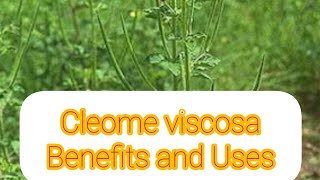 Cleome Viscosa Benefits and Uses [upl. by Aiblis]