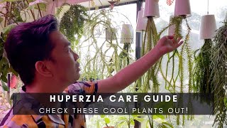 P7 Quick Huperzia Care Guide  Unique Exotic Indoor Houseplants  Planstagram Series [upl. by Fe]