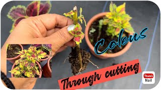 Coleus plant care  How to grow coleus through cutting  Coleus plant video viralvideo yt coleus [upl. by Akemrehs13]