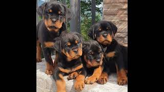 Best Champion Rottweilers In The World [upl. by Nirb580]