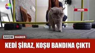 Şişman kedi sporla zayıfladı [upl. by Femmine]