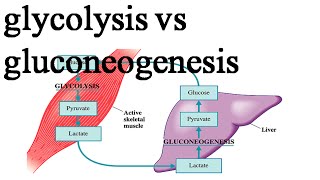 Comparison between glycolysis and gluconeogenesis [upl. by Olympias713]