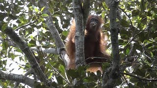 LA RECHERCHE DES ORANGSOUTANS Amazing  female orangutan looking at me [upl. by Adamsen427]