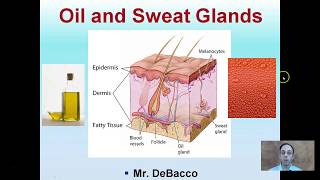 Skin Sweat gland [upl. by Erdnaed]