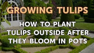 How to Plant Tulips Outside After They Bloom in Pots [upl. by Kirit]