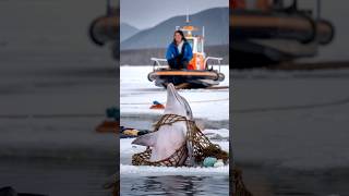 A critically injured dolphin trapped in an old net pleaded with a sailor to save its life seal [upl. by Agle]