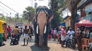 വഴിയരികിൽ കണ്ട കരിമ്പ് എടുത്ത് അയ്യപ്പൻ  Chirakkatt Ayyappan Elephant in Kerala  ആന [upl. by Latouche]