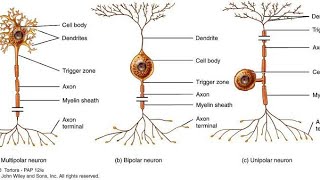 Sistem Saraf part 1  neuroglianeuron bentuk fungsi mekanisme [upl. by Ibrik480]