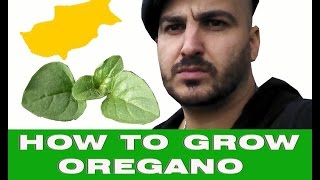 Cyprus Greek Oregano Best in the World How to grow Oregano 101 [upl. by Yerffoj]