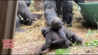 Baby Gorillas Jameela 2412 and Kunda gorillas [upl. by Sahcnip752]