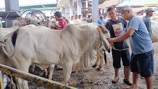 Mga presyo ng mga murang torete at pang alagain o hayopin palakihin at iba pa  Smb [upl. by Harrat]