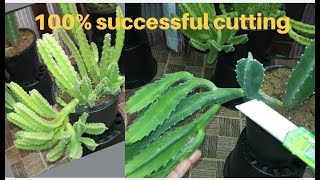 succulent issues with Stapelia Gigantea 100 propagation [upl. by Lesh636]