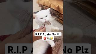 RIP Not this time 🚨😭 shorts dog husky trendingsongs cat [upl. by Nolahp]