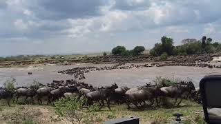 Serengeti national Park Tanzania wildebeest migration crossing Mara river [upl. by Cristabel]