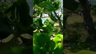 Unique Nature of Mauritius Island 🌍🍃🌱🏝🌴 [upl. by Marijn]