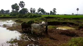 រទះគោ Oxcart at Kampong Cham Province [upl. by Blankenship]