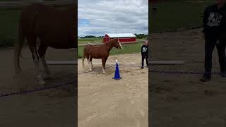 Cappy Target over Ground Pole [upl. by Lenwood653]