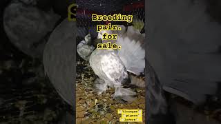 Indian fental big big size breeding pairpigeonviralvideo videoshortsshortsfeed [upl. by Rainwater]