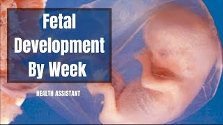 Fetus Progression  Fetal Progression  Fetus Development Stages  Fetal Development By Week [upl. by Tut]