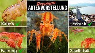 Oranger Zwergflusskrebs  Cambarellus patzcuarensis  LEXIKON DER AQUARISTIK mit Chris Lukhaup [upl. by Piotr]