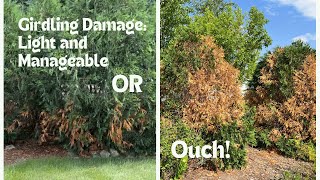 Girdling Damage On Techny Arborvitae [upl. by Tolliver]