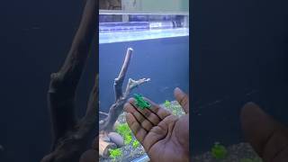 New Animal added in our fish tank  fish tank toy [upl. by Lessirg316]