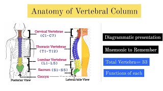 Human Vertebral Column  Cervical sacral Lumbar sacrum coccyx  Animated Explain  Mnemonic [upl. by Eichman167]