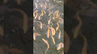 1000’s of Albino arowanas arowana aquariumfish aquarium [upl. by Damal376]