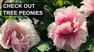 Love Peonies Why You Should Consider Tree Peonies 🌸 [upl. by Ainahs]