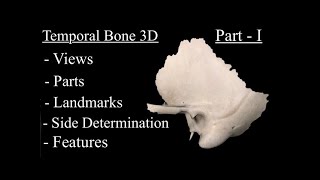 Temporal Bone anatomy 3d Part 1 Views Side determination features landmarks and Osteology [upl. by Yesnnyl]