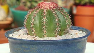 Melocactus curvispinus variegated [upl. by Airlie]