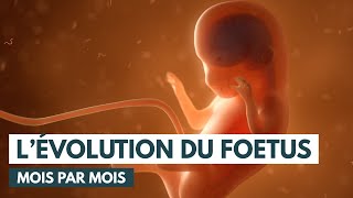 Le développement du fœtus  Évolution grossesse  Animation 3D [upl. by Shepherd425]