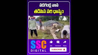 Heavy Rain Damage Paddy Crop  భారీ వర్షంతో తడిసిన వరి పంట  Shorts Sscdigital Balannamuchatlu [upl. by Lexis894]