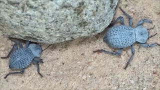 HOW TO CARE FOR BLUE DEATH FEIGNING BEETLES [upl. by Granny752]