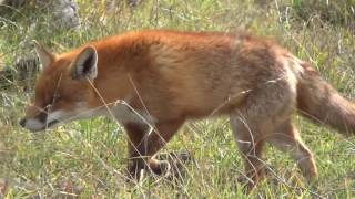 Close up Fox with Silva Fox Whistle [upl. by Kavita455]